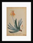 Aloe africana arborescens by Georg Dionysius Ehret