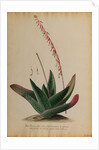 Aloe africana by Georg Dionysius Ehret