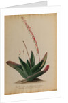 Aloe africana by Georg Dionysius Ehret