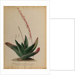 Aloe africana by Georg Dionysius Ehret