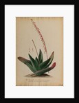 Aloe africana by Georg Dionysius Ehret