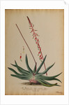 Aloe africana by Georg Dionysius Ehret