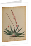 Aloe africana by Georg Dionysius Ehret