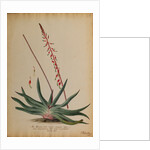 Aloe africana by Georg Dionysius Ehret