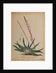 Aloe africana by Georg Dionysius Ehret