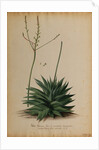 Aloe africana by Georg Dionysius Ehret