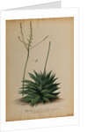 Aloe africana by Georg Dionysius Ehret