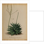Aloe africana by Georg Dionysius Ehret