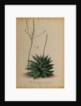Aloe africana by Georg Dionysius Ehret