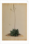 Aloe africana by Georg Dionysius Ehret