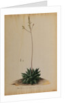 Aloe africana by Georg Dionysius Ehret