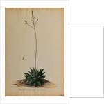 Aloe africana by Georg Dionysius Ehret