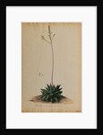 Aloe africana by Georg Dionysius Ehret