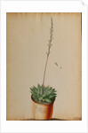 Aloe africana Arachnoidea by Jacob van Huysum