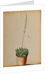Aloe africana Arachnoidea by Jacob van Huysum