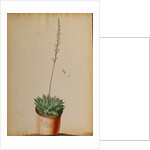 Aloe africana Arachnoidea by Jacob van Huysum