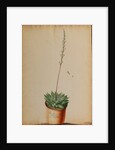 Aloe africana Arachnoidea by Jacob van Huysum