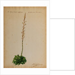 Aloe africana by Georg Dionysius Ehret