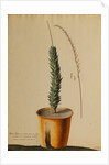 Aloe africana by Georg Dionysius Ehret