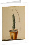 Aloe africana by Georg Dionysius Ehret