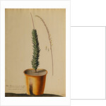 Aloe africana by Georg Dionysius Ehret