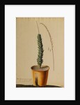 Aloe africana by Georg Dionysius Ehret