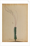 Aloe africana by Georg Dionysius Ehret