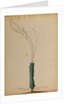 Aloe africana by Georg Dionysius Ehret