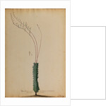 Aloe africana by Georg Dionysius Ehret