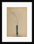 Aloe africana by Georg Dionysius Ehret