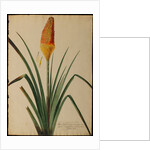 Aloe africana by Georg Dionysius Ehret