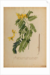 Senna-spuria arborescens by Georg Dionysius Ehret
