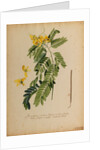 Senna-spuria arborescens by Georg Dionysius Ehret