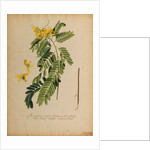 Senna-spuria arborescens by Georg Dionysius Ehret