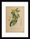 Senna-spuria arborescens by Georg Dionysius Ehret