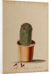 Melocactus americana minor Boerh by Georg Dionysius Ehret