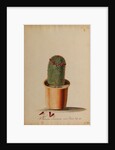 Melocactus americana minor Boerh by Georg Dionysius Ehret