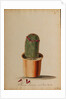 Melocactus americana minor Boerh by Georg Dionysius Ehret
