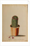 Melocactus americana minor Boerh by Georg Dionysius Ehret