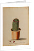 Melocactus americana minor Boerh by Georg Dionysius Ehret
