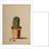 Melocactus americana minor Boerh by Georg Dionysius Ehret
