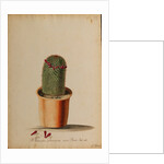 Melocactus americana minor Boerh by Georg Dionysius Ehret