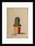 Melocactus americana minor Boerh by Georg Dionysius Ehret