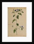 Dalea annua erecta hirsuta by Georg Dionysius Ehret
