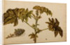 Ricinus americanus by Georg Dionysius Ehret