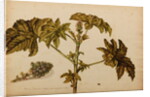 Ricinus americanus by Georg Dionysius Ehret