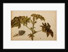 Ricinus americanus by Georg Dionysius Ehret