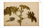 Ricinus americanus by Georg Dionysius Ehret