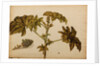 Ricinus americanus by Georg Dionysius Ehret