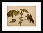 Ricinus americanus by Georg Dionysius Ehret